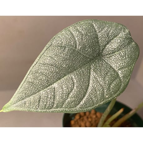 Alocasia melo