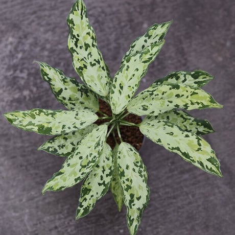 Aglaonema pictum 現地便 [KZT]