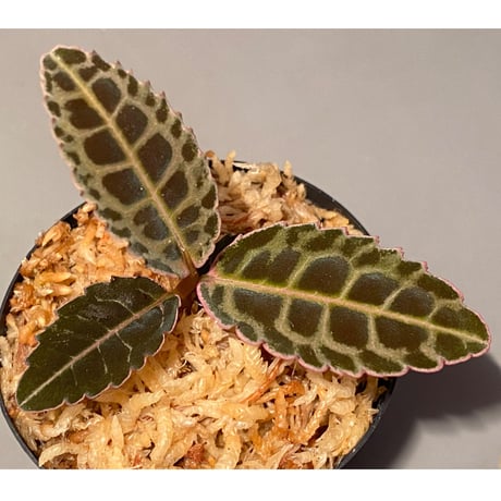 Emblemantha urnulata (Labisia sp.) from Riau sumatera [LA0815-01]