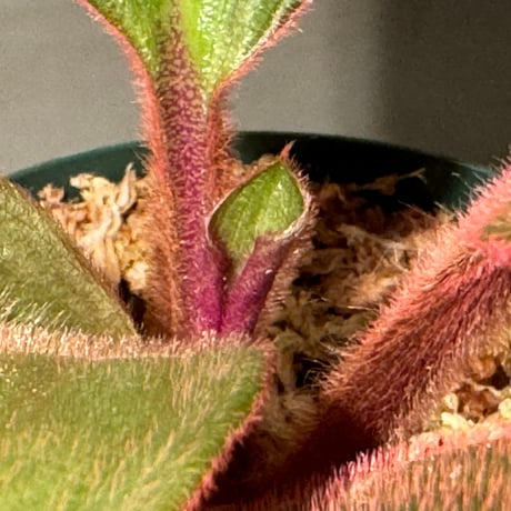 (大株) Siderasis fuscata