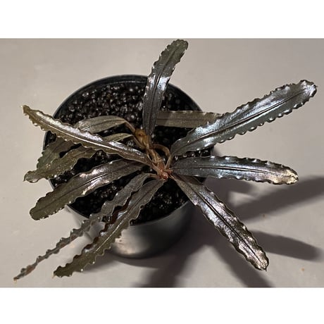 (大株) Bucephalandra sp. "Sintang-5" from Sintang [HW0220-08]