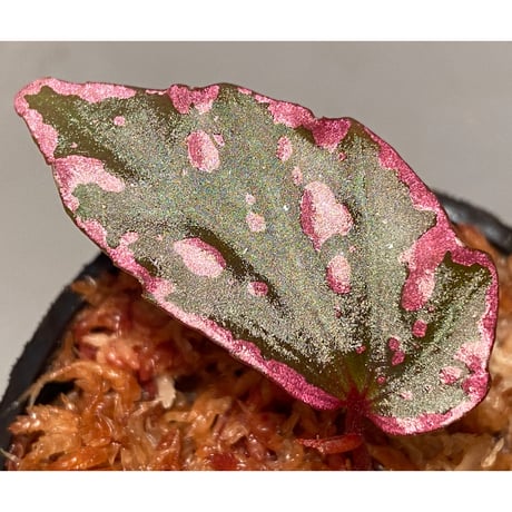 Begonia sp. "Crazy pink" from Lampung sumatera [LA1118-03]