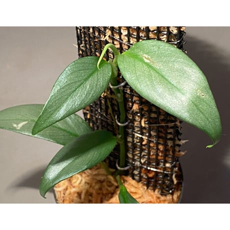 Rhaphidophora sp. "Silver" from Pulau Singkep