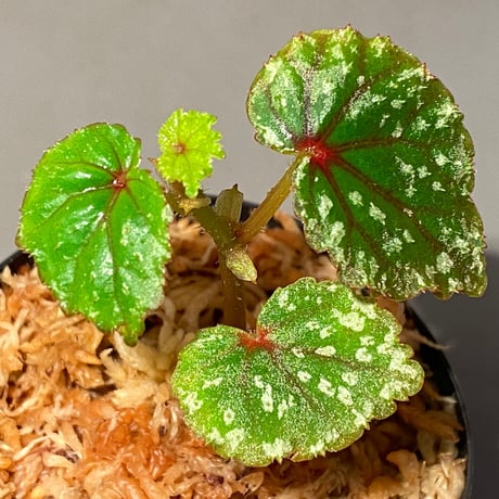 Begonia sp. from North Toraja [S0919-02] 伊藤蟻植物農園