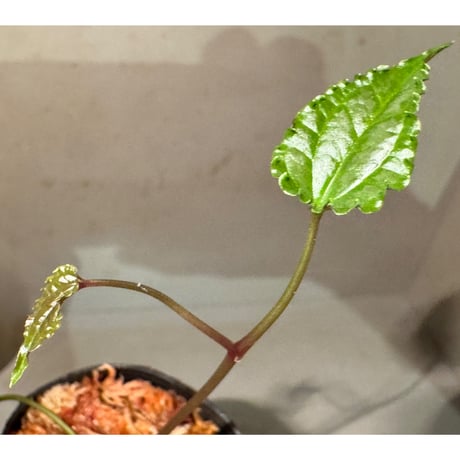 Cissus sp. "Padang" Sumatra barat [TB]