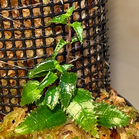 Unknown from Bahia Solano Colombia [tanakay]