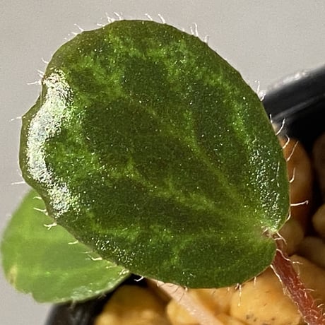 Begonia blancii