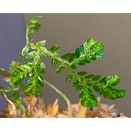 Selaginella willdenowii "variegata" 伊藤蟻植物農園
