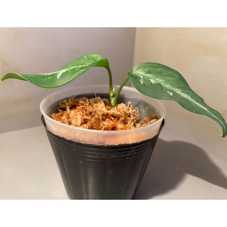 Aglaonema pictum tricolor from Aceh sumatera [LA0816-03j]