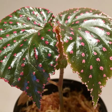 Begonia sp. from Saripoi [LA0813-2]