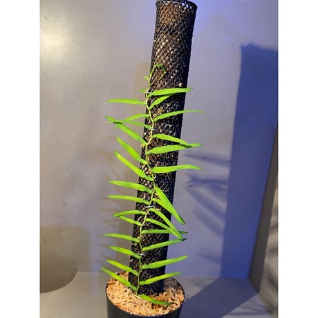 Epipremnum sp. from Khlong Yai Trat Thailand