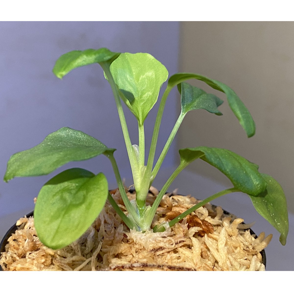 Homalomena sp. from Pulau Singkep | M・R・G・R
