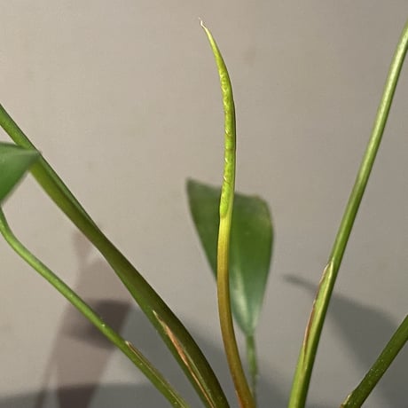 Anubias afzelii Eastern Province Sierra Leone