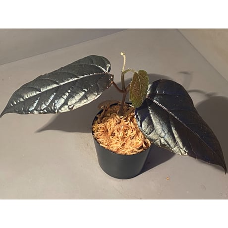 Pterisanthes sp.  from Sidikalang [R0817-01c]