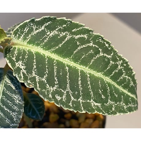 Ardisia sp. from Sumatera barat [TB]