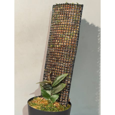 Marcgravia sp. "Azreal"