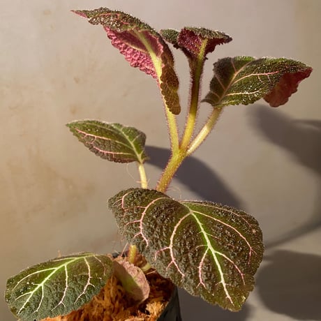 Pearcea hypocyrtiflora from Rio Napo Ecuador [tanakay] 赤葉脈