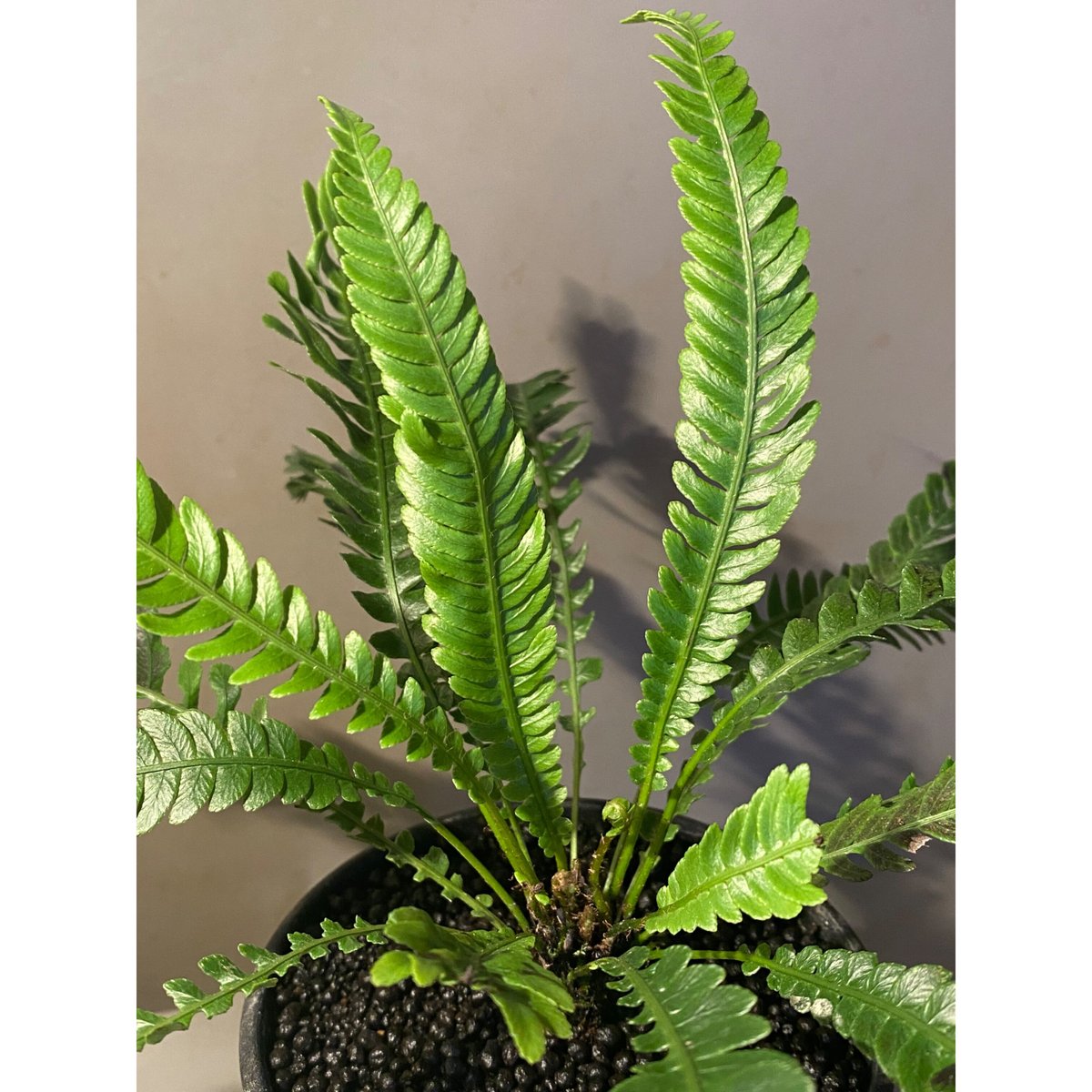 大株) Blechnum obtusatum var. obtusatum from New