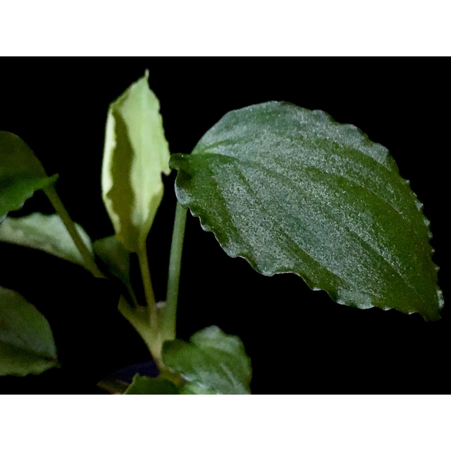 5ef467868d26fa279af054af