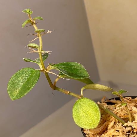 Peperomia sp. from Mt. Grupoka 1800m, East Highland, PNG