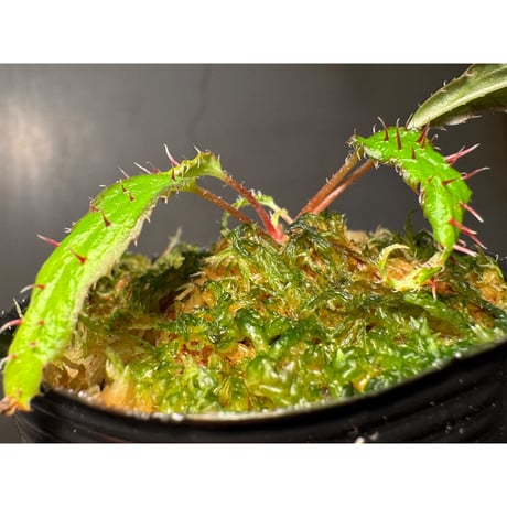 Begonia ambodiforahensis from Madagascar [LA0022-05z]