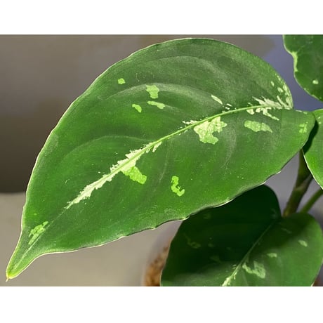 Aglaonema pictum "草わるん18" BNN from Sibolga utara [AZ0918-2a]
