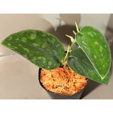 スキンダプサス | STORES