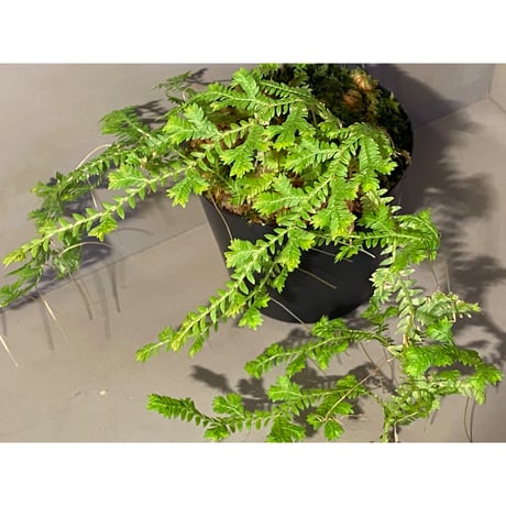 Selaginella sp. from Iquitos Peru [tanakay]