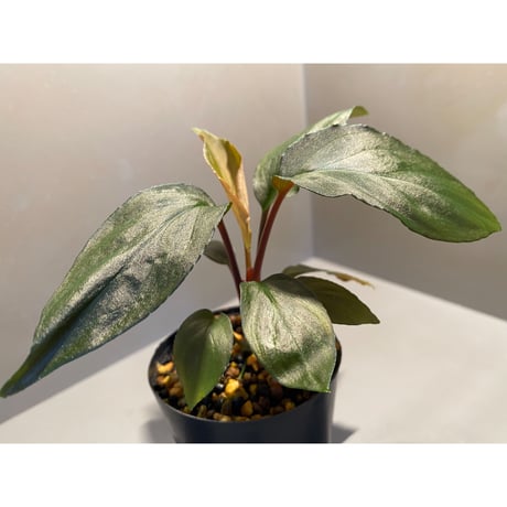 Homalomena sp. "Deep Purple" JKT from Pulau Nias [AZ0215-1]