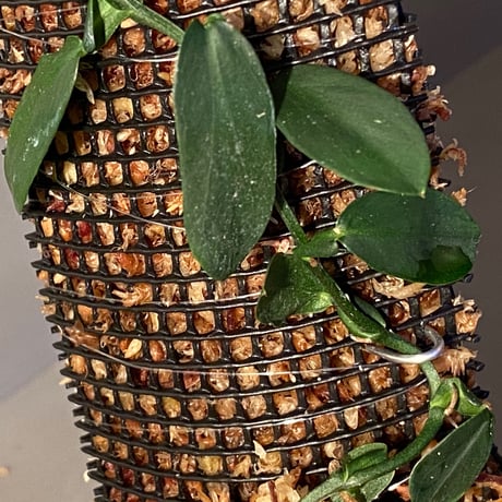 Epipremnum sp. from Irian Jaya Papua
