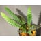 Blechnum obtusatum var. obtusatum from New Caledonia (固有種)