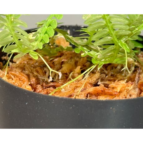 Selaginella sp. バリエガータ from "Nanga pinoh" [TB]