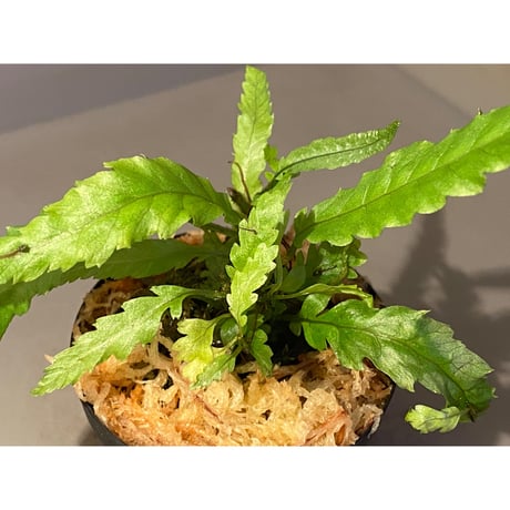 Microsorium sp. "Dragon tail"