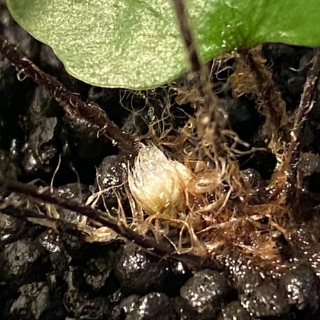 Adiantum reniforme