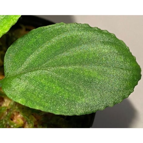 Homalomena sp. "Minimum" from Padan Utara [AZ0512-04]