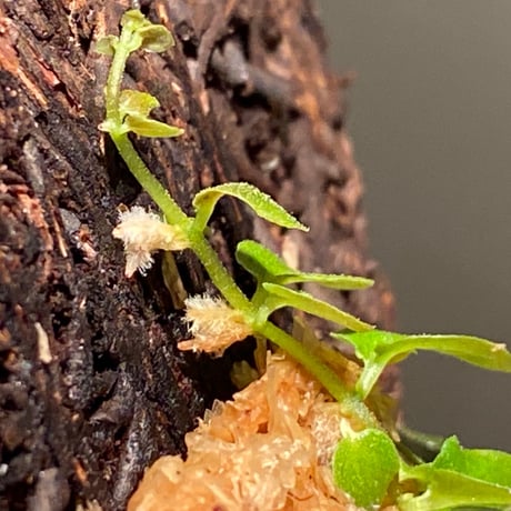 Ficus sp. from Aceh sumatera [LA0616-04]