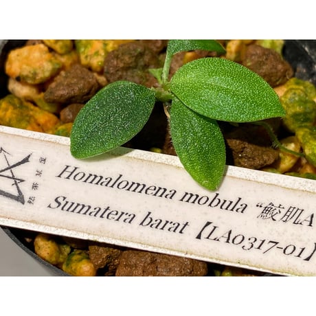 Homalomena mobula "鮫肌A" from Sumatera barat [LA0317-01]