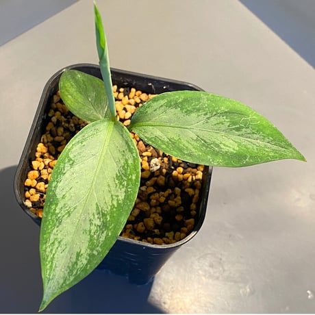 Aglaonema nebulosum from Kuala Rompin [TK220916-2]