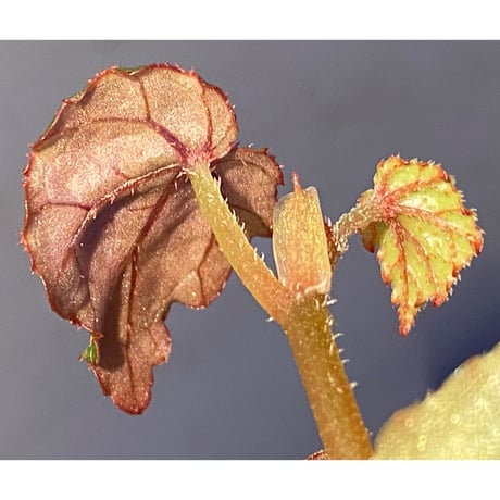 Begonia sp. from North Toraja [S0919-02] 伊藤蟻植物農園