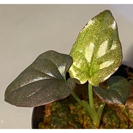 Syngonium sp. from Choco Colombia [tanakay]
