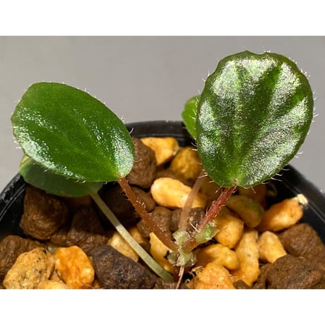 Begonia blancii