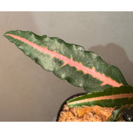 Labisia sp. from Vietnam ②