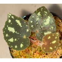 Begonia sp. from Cao Bang [YH050519] TK