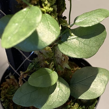 Ficus sp. from Murung raya [LA0515-05]