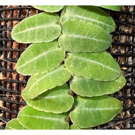 Marcgravia sp. from Iquitos Peru [tanakay]