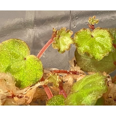 Begonia lichenora (sp.Mini) from Kalimantan Sarawak border [LA]