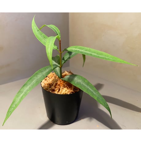 Labisia sp. from "Lebong" Bengkulu [TB]