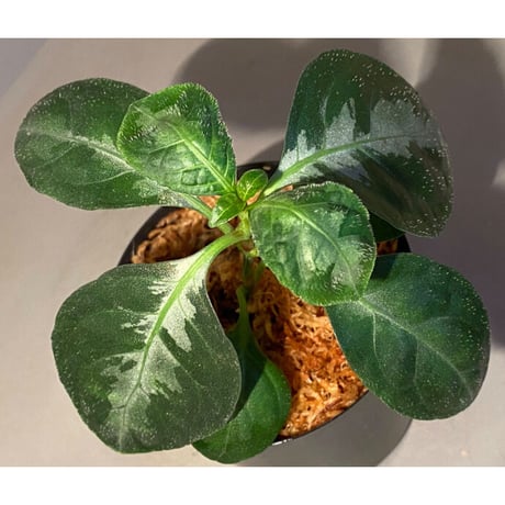 Gymnostachyum sp. from Aceh sumatera [LA1116-02]
