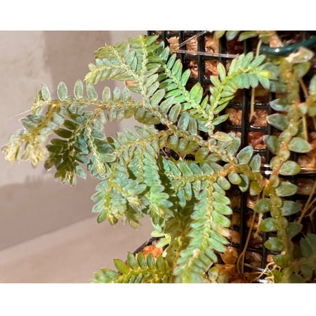 Selaginella willdenowii