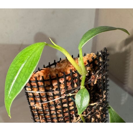 Philodendron sp. from Colombia [tanakay]